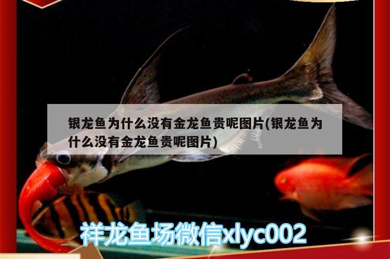 銀龍魚為什么沒有金龍魚貴呢圖片(銀龍魚為什么沒有金龍魚貴呢圖片)