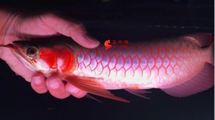 詳細(xì)閱讀:白子魟魚壽命能活多少年:白子魟魚的壽命在25到30年之間能活多少年 白子魟魚壽命能活多少年:白子魟魚的壽命在25到30年之間能活多少年