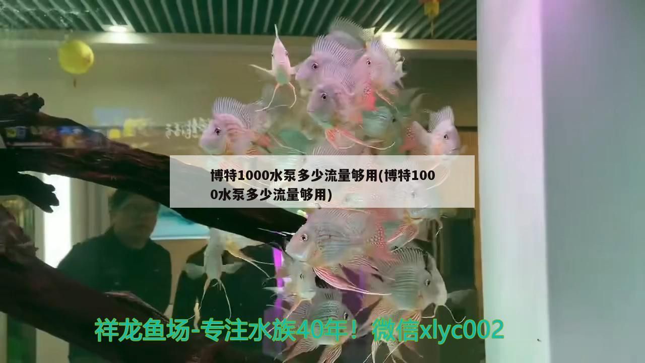 博特1000水泵多少流量夠用(博特1000水泵多少流量夠用)