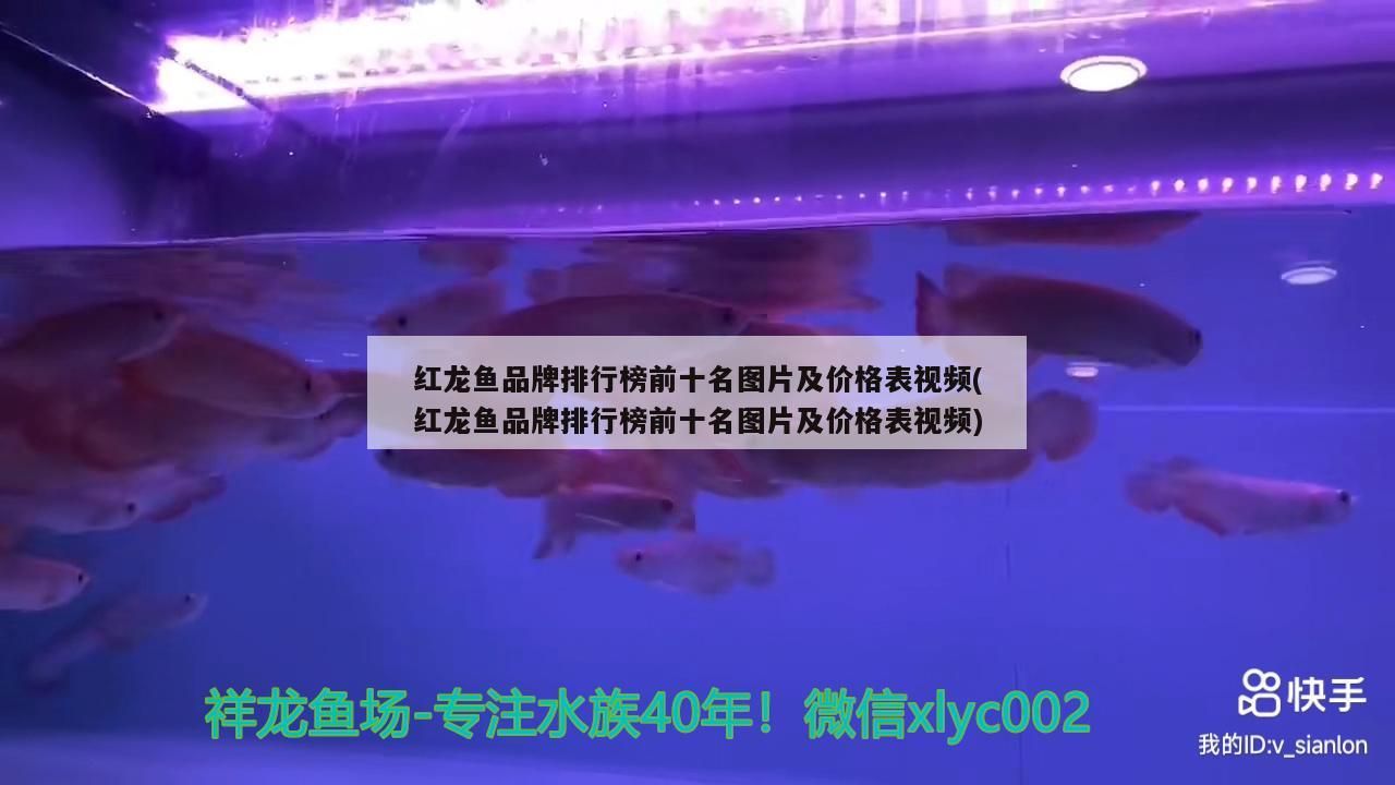 紅龍魚品牌排行榜前十名圖片及價格表視頻(紅龍魚品牌排行榜前十名圖片及價格表視頻)