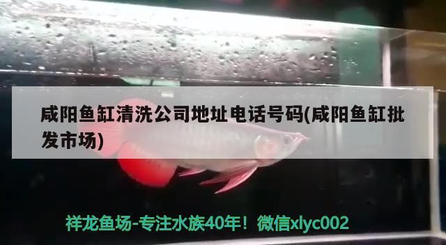 咸陽魚缸清洗公司地址電話號碼(咸陽魚缸批發市場)