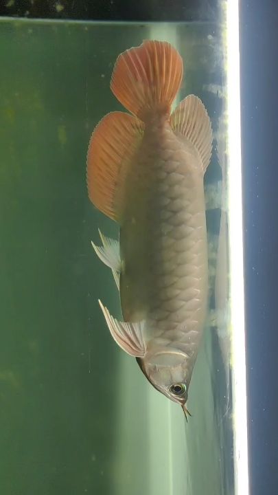 微醺休息，有一愛魚，游動暢懷于心，也是人生一大美事！其艷麗不必服于眾，在于心！