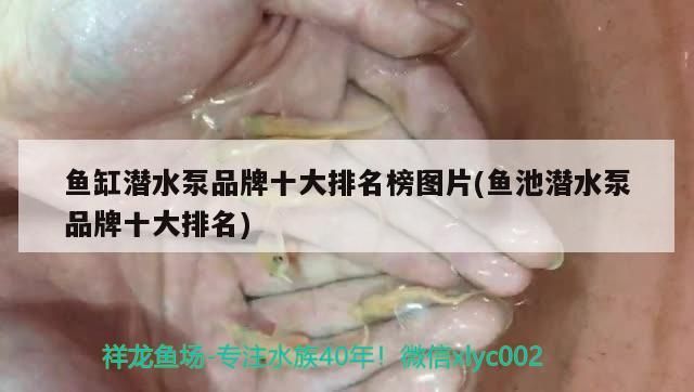 清豐哪里有賣魚缸的店（河南干辣椒產地哪里最出名）