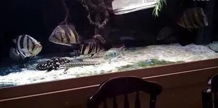 魟魚怎么下鹽：魟魚下鹽的方法主要有以下幾個方面以下幾個方面有以下幾個方面 魟魚怎么下鹽：魟魚下鹽的方法主要有以下幾個方面以下幾個方面有以下幾個方面 魟魚百科 第2張