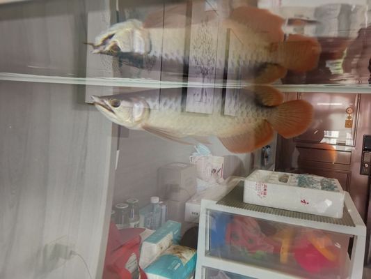 龍魚多久能生小龍vs祥龍魚場：如何判斷龍魚是否適合繁殖，龍魚繁殖過程中的注意事項