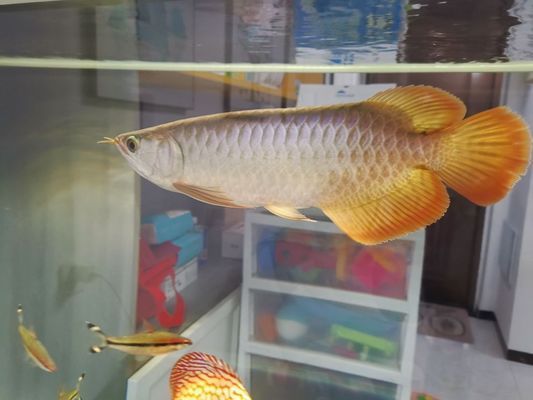 龍魚多久能生小龍vs祥龍魚場：如何判斷龍魚是否適合繁殖，龍魚繁殖過程中的注意事項