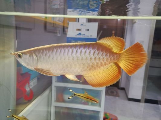龍魚多久能生小龍vs祥龍魚場：如何判斷龍魚是否適合繁殖，龍魚繁殖過程中的注意事項
