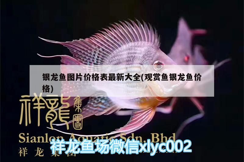 銀龍魚圖片價(jià)格表最新大全(觀賞魚銀龍魚價(jià)格)