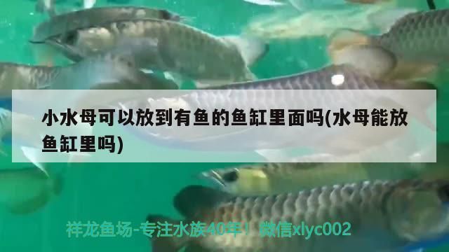 小水母可以放到有魚的魚缸里面嗎(水母能放魚缸里嗎)