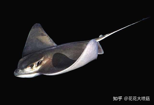 蝠鲼和魟魚：蝠[需手動填充]與[需手動填充]魚的區別