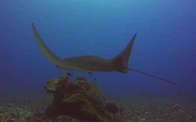 蝠鲼和魟魚：蝠[需手動填充]與[需手動填充]魚的區別