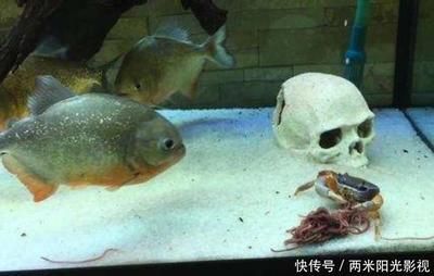 虎魚可以餓多久不死：虎魚可以餓5到7天而不死而成年虎魚可以餓多久不死