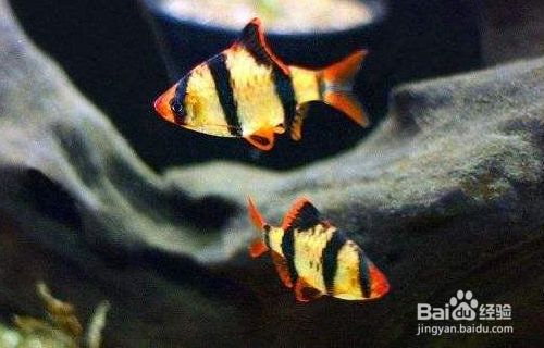 愛唯希魚缸和1號魚缸哪個好（愛唯希魚缸和1號魚缸哪個好用）