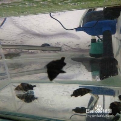 印虎魚怎么讓它白天變明亮：印尼虎魚怎么讓它白天變明亮 印虎魚怎么讓它白天變明亮：印尼虎魚怎么讓它白天變明亮 虎魚百科 第3張