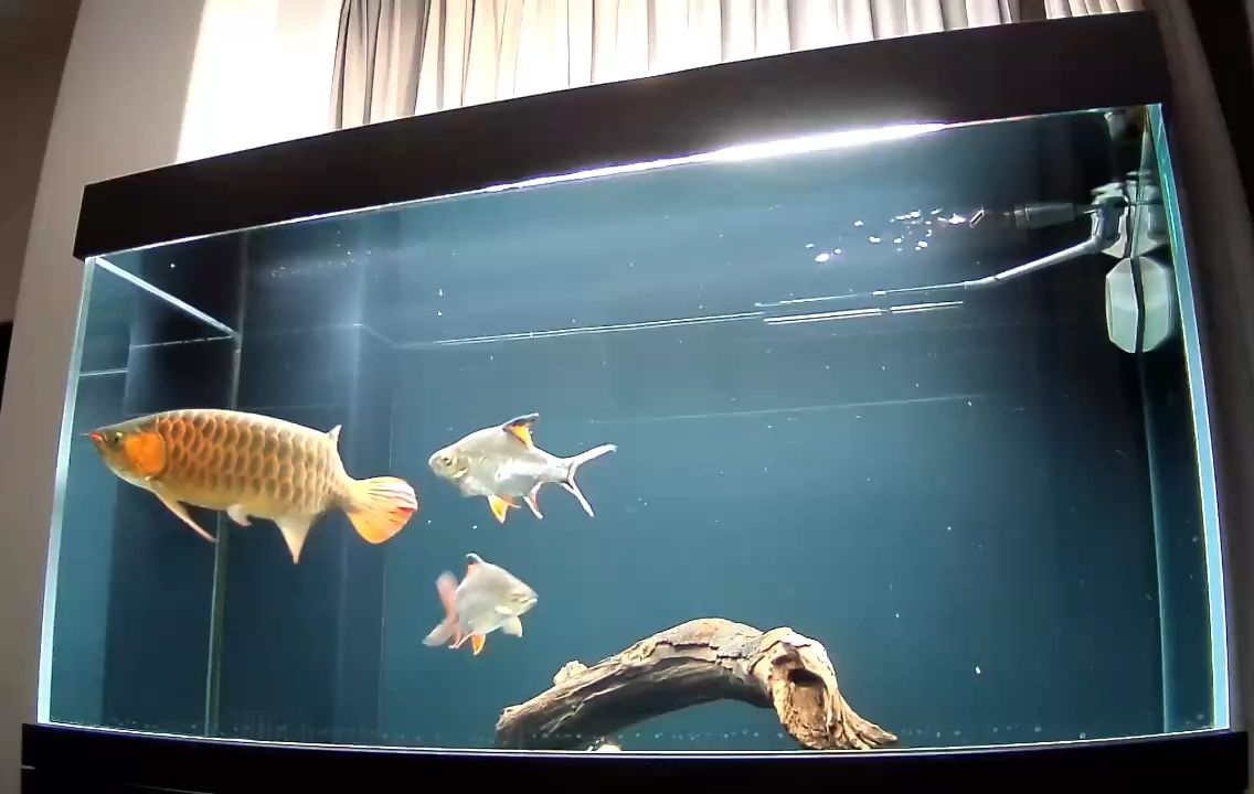 解壓投喂