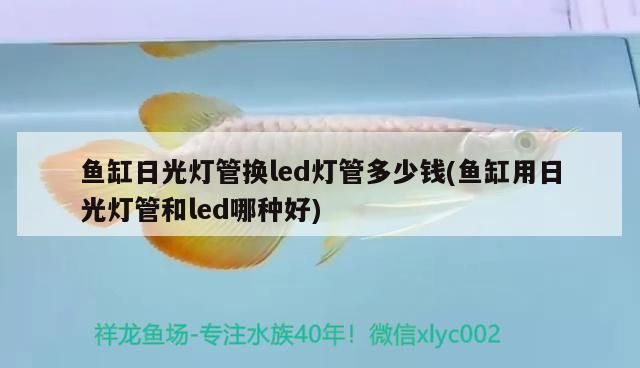 魚缸日光燈管換led燈管多少錢(魚缸用日光燈管和led哪種好) 魚缸日光燈管換led燈管多少錢(魚缸用日光燈管和led哪種好) 觀賞魚百科