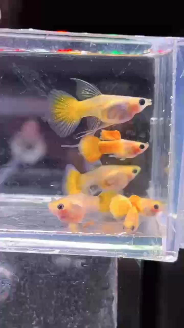 黃金玻璃貓大c孔雀魚#孔雀魚#高端孔雀魚#稀有孔雀魚