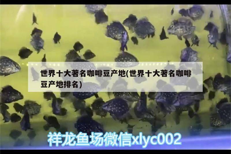 龍魚干蝦有營養嗎 世界十大著名咖啡豆產地(世界十大著名咖啡豆產地排名) 馬來西亞咖啡 世界十大著名咖啡豆產地(世界十大著名咖啡豆產地排名) 世界十大著名咖啡豆產地(世界十大著名咖啡豆產地排名) 馬來西亞咖啡