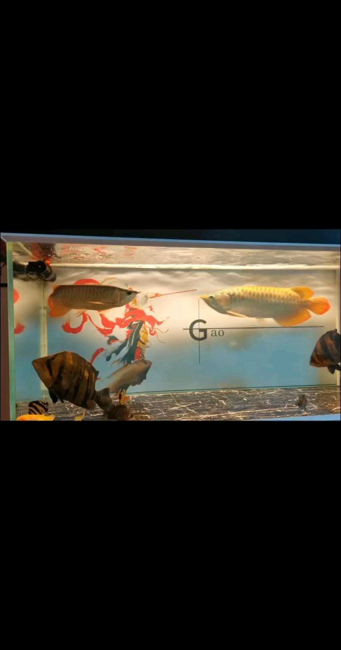 算不算小短尾虎魚