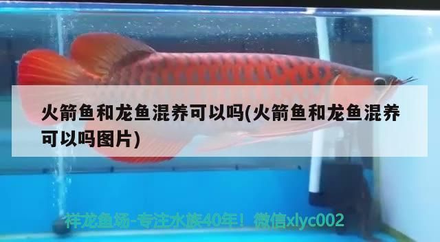 濰坊魚(yú)缸廠聯(lián)系方式譚，濰坊哪里有魚(yú)缸廠聯(lián)系方式譚 濰坊魚(yú)缸廠聯(lián)系方式譚，濰坊哪里有魚(yú)缸廠聯(lián)系方式譚 可麗愛(ài)魚(yú)缸 第2張