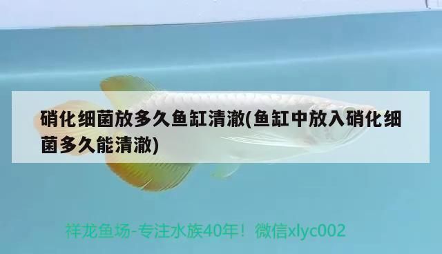 金龍魚用什么硝化細(xì)菌vs祥龍魚場(chǎng)：探討金龍魚與祥龍魚場(chǎng)的硝化細(xì)菌使用