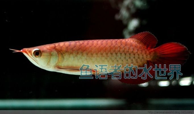 金龍魚用什么硝化細(xì)菌vs祥龍魚場(chǎng)：探討金龍魚與祥龍魚場(chǎng)的硝化細(xì)菌使用