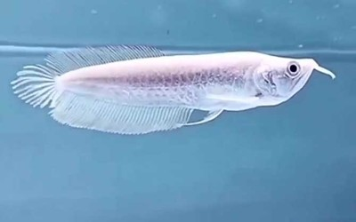 七條魚，福氣還是禍？從風(fēng)水、文化與現(xiàn)實(shí)的多維解讀，七條魚，風(fēng)水吉兆還是文化隱喻？多維解析背后的福禍之謎
