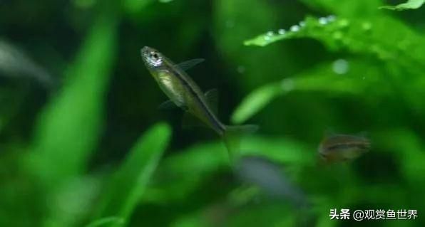 七條魚一般人養不了，揭秘那些高難度觀賞魚的飼養挑戰，七條高難度觀賞魚飼養挑戰，一般人難以駕馭的魚類揭秘