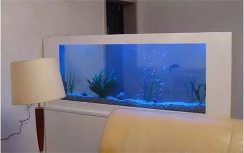 龍魚眼睛大怎么回事啊（龍魚眼睛大怎么回事啊圖片）