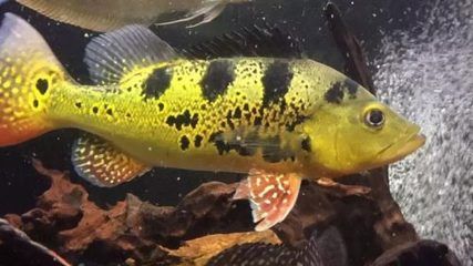 七條小金魚能養嗎？全面解析小金魚飼養的科學與藝術，七條小金魚的科學飼養指南，從數量到藝術的全面解析