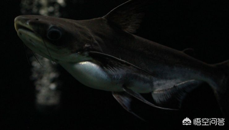 七彩銀龍魚，淡水中大型招財魚的飼養(yǎng)與風(fēng)水寓意，七彩銀龍魚，招財風(fēng)水與飼養(yǎng)全攻略