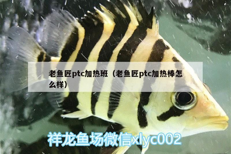 老魚匠ptc加熱班（老魚匠ptc加熱棒怎么樣） 老魚匠ptc加熱班（老魚匠ptc加熱棒怎么樣） 老魚匠