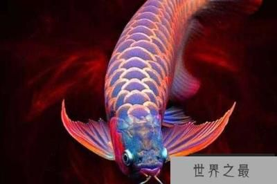 紅龍魚排行榜前十名:紅龍魚品種排行榜 紅龍魚百科 第4張 紅龍魚排行榜前十名:紅龍魚品種排行榜 紅龍魚排行榜前十名:紅龍魚品種排行榜 紅龍魚百科 第4張