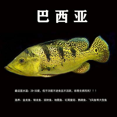菩薩都喜歡的生肖女，福報深厚，一生好運相伴，菩薩偏愛的3大生肖女，福澤深厚一生好運連連