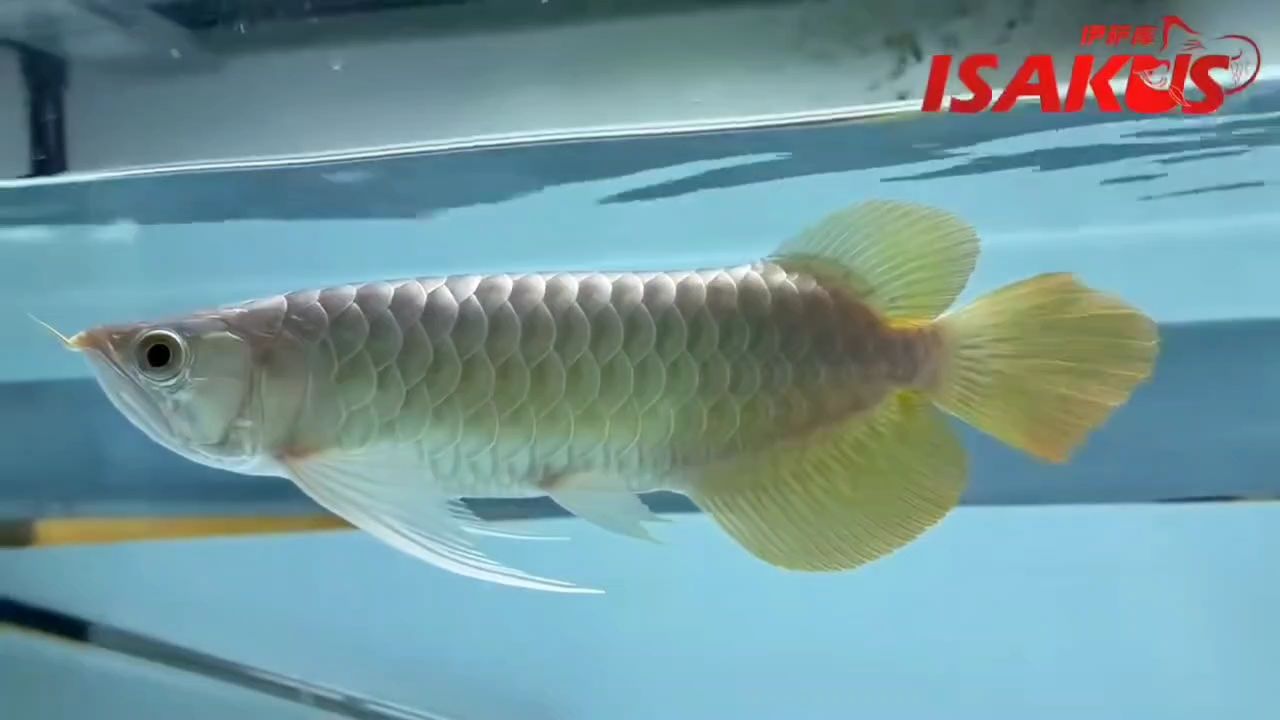 頭型胸鰭非常好 頭型胸鰭非常好 龍魚論壇
