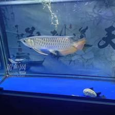 金龍魚吃活魚