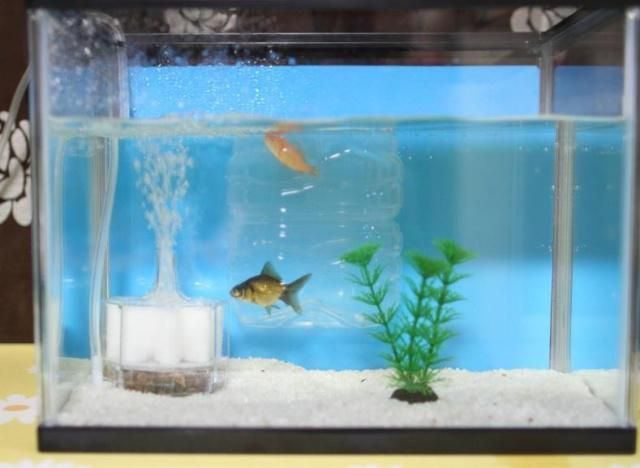 幫觀賞魚助產的叫什么（孔雀魚助產的方法）