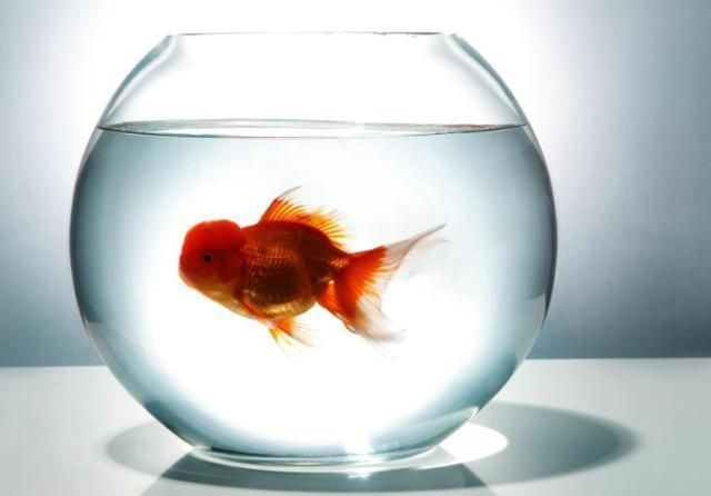 幫觀賞魚助產的叫什么（孔雀魚助產的方法）