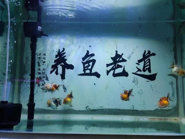 84消毒液可以清洗魚缸嗎：84消毒液可以清洗魚缸但需注意正確的方法和清洗干凈