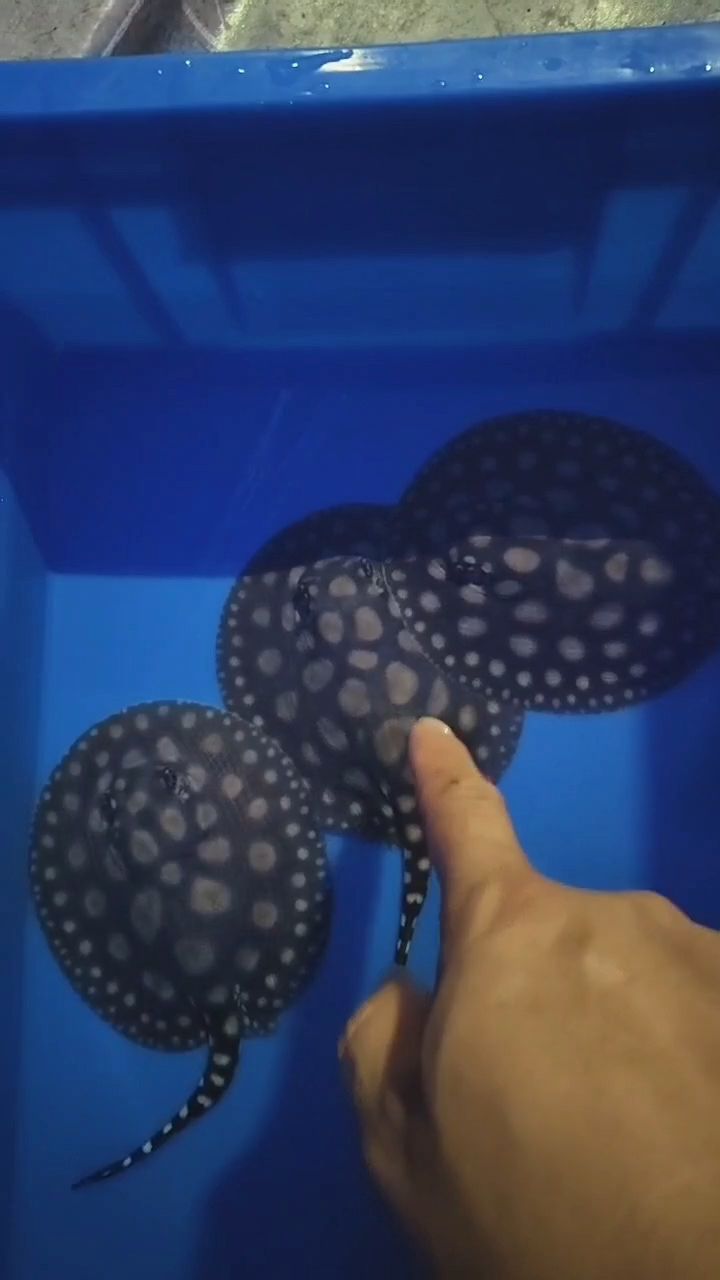 剛出生的小魚 剛出生的小魚 龍魚論壇