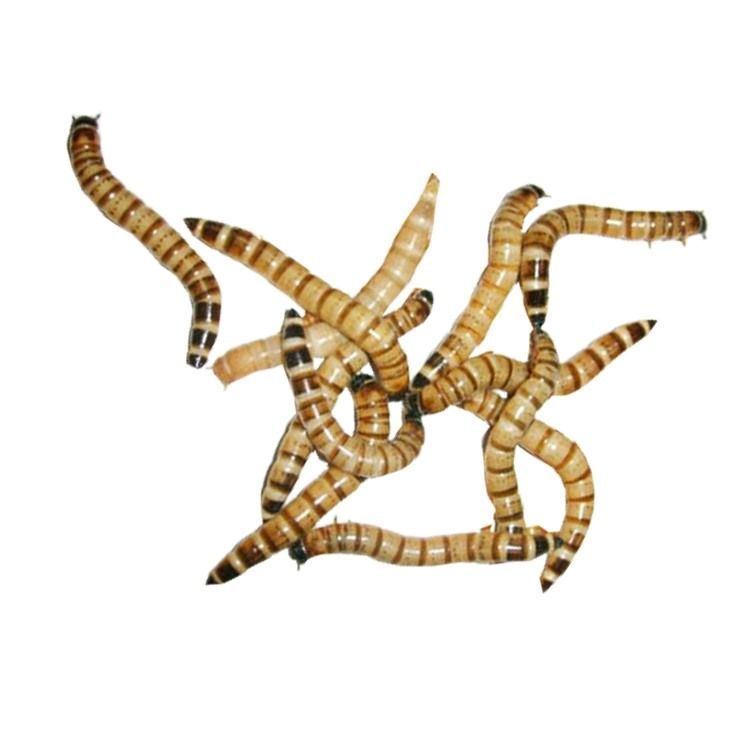龍魚吃蟲子