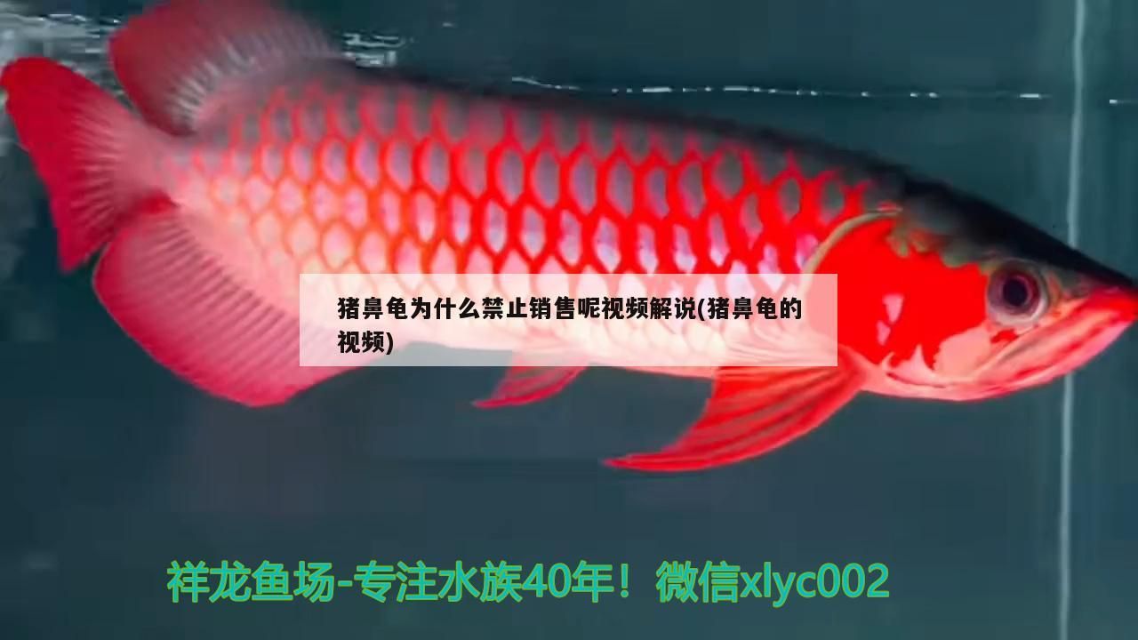 虎魚天天黑來點赤瞳黃金 豬鼻龜為什么禁止銷售呢視頻解說(豬鼻龜的視頻) 豬鼻龜百科 豬鼻龜為什么禁止銷售呢視頻解說(豬鼻龜的視頻) 豬鼻龜為什么禁止銷售呢視頻解說(豬鼻龜的視頻) 豬鼻龜百科