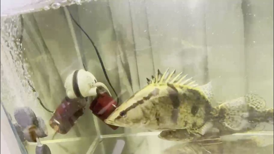 有養(yǎng)鱖魚的聯(lián)系