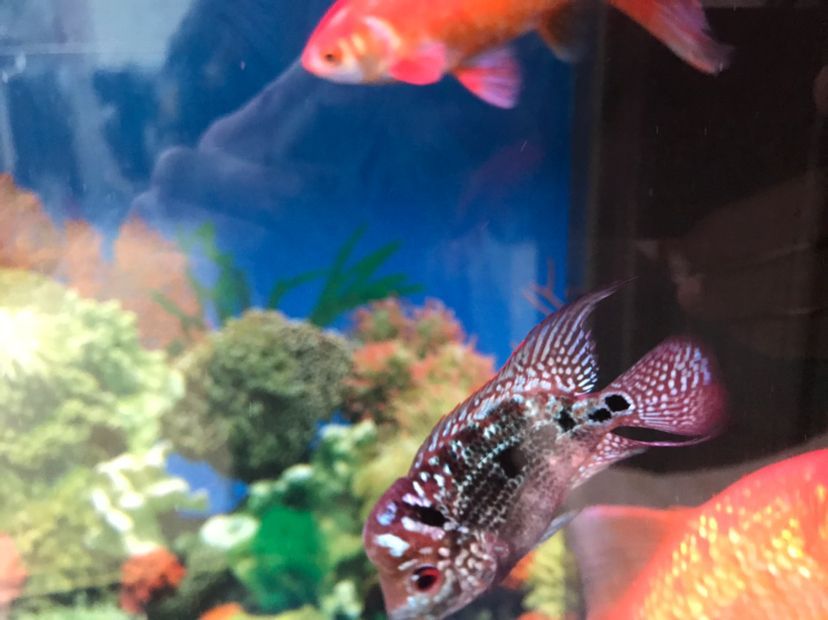 盤錦水族館我的羅這種情況是起沙嗎？