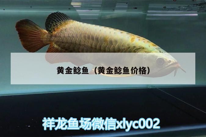 黃金鯰魚（黃金鯰魚價格）