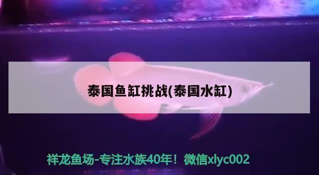 金龍魚的魚缸必須每天打掃嗎vs祥龍魚場：金龍魚缸清潔頻率，如何判斷金龍魚健康