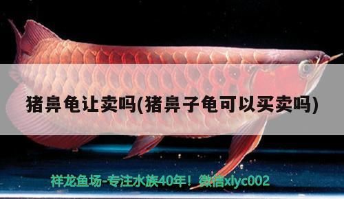 豬鼻龜讓賣嗎(豬鼻子龜可以買賣嗎)