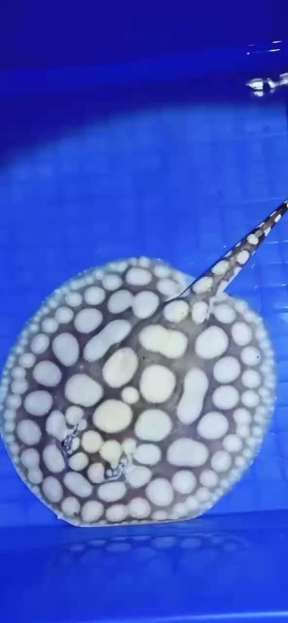 新品魟魚