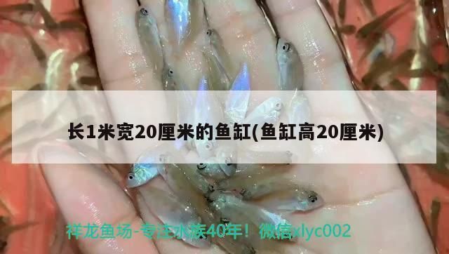 詳細(xì)閱讀:長(zhǎng)1米寬20厘米的魚(yú)缸(魚(yú)缸高20厘米) 長(zhǎng)1米寬20厘米的魚(yú)缸(魚(yú)缸高20厘米)