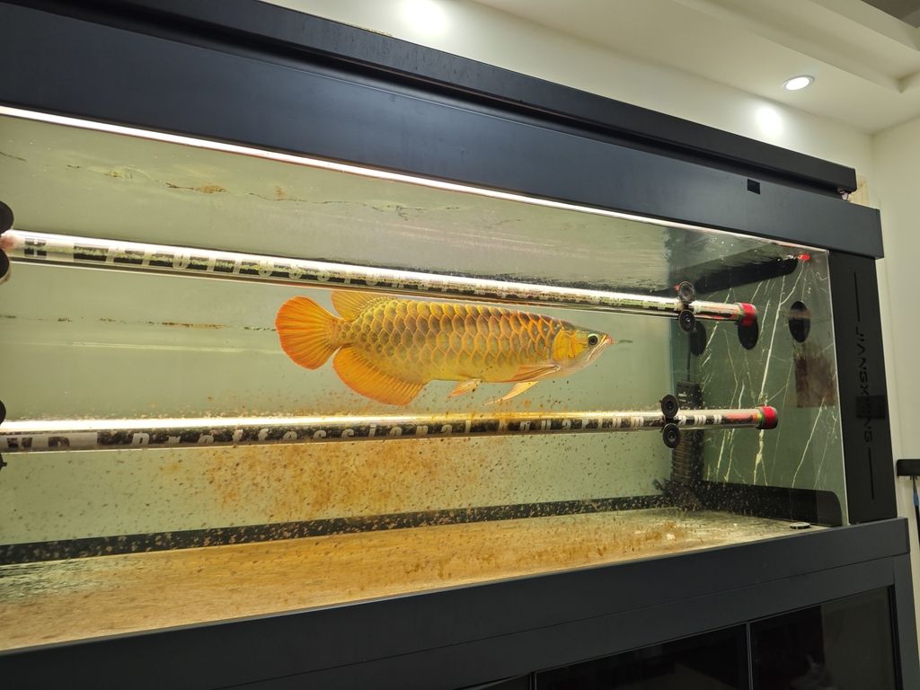 如何減少過背金龍魚的攻擊性，過背金龍魚混養管理checklist